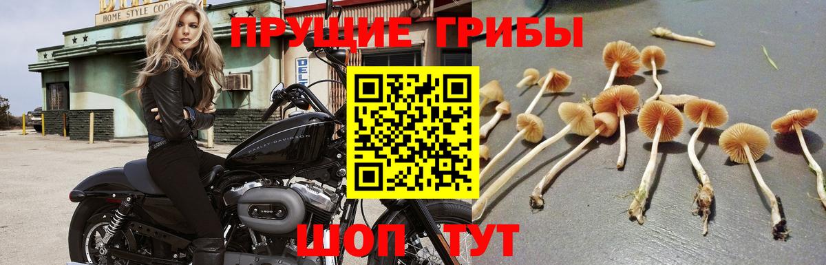 Ипатово  Галлюциногенные грибы GOLDEN TEACHER  Вход с VPN  Галлюциногенные грибы Cubensis 